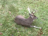 Yard buck 4.jpg Yard buck 4.jpg