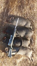 Little Pigs.jpg