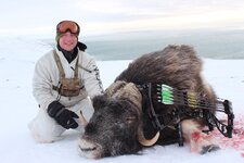 2016 Musk Ox.JPG