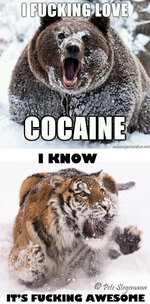 Animals-*******-Love-Cocaine.jpg