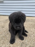 BF02E5AC-DFC9-44B8-9D4A-6FC17A4863BF.jpeg BF02E5AC-DFC9-44B8-9D4A-6FC17A4863BF.jpeg