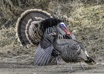 Turkey March  2021 a-5491.JPG