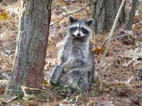 20348139-D8B3-4BE1-81DF-9BFE9F8FC42D.jpeg 20348139-D8B3-4BE1-81DF-9BFE9F8FC42D.jpeg