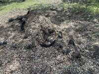 03262021.dead cattle 2.jpg
