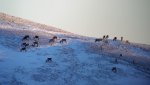 Caribou 4.jpg