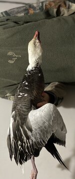IMG_1154.jpg