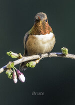 Hummingbird April 2021 a-3660.JPG