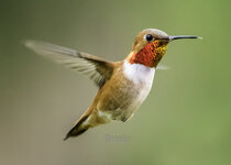 Hummingbird April 2021 a-3482.JPG