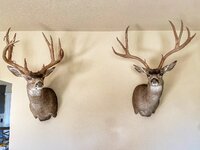IMG_9085.jpeg
