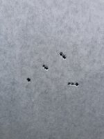 7BB918E2-F7C0-44BE-8633-1E2C0D01F119.jpeg 7BB918E2-F7C0-44BE-8633-1E2C0D01F119.jpeg