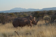 rhino 2 copy.JPG