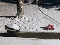 IMG_20210419_053708550.jpg