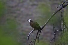 7C2A6972 FAVE Osprey on branch.jpg