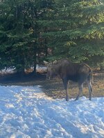 IMG_3706.jpeg