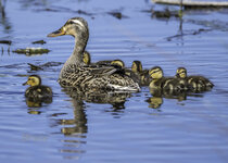 Mallard Duckling  April 2021 a-4076.JPG