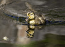 Mallard Duckling  April 2021 a-3986.JPG
