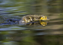 Mallard Duckling  April 2021 a-3993.JPG