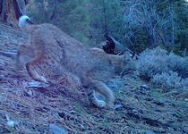 Bobcat.jpg
