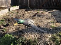 IMG_1091.JPG