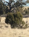 Mule Deer 1.jpg