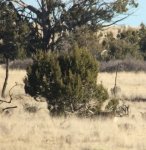 Mule Deer 2.jpg