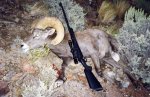 California Bighorn 8.5 years 9 5 98.jpg