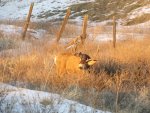 IMG_3223.jpg