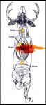 Deer168grAMAXBroadside.jpg