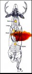 300WM178grAMAXBroadside.jpg