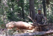 2009-9 Shane Sanderson, elk.jpg
