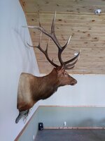 elk mount 1.jpg