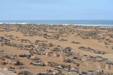 Namibia seal sanctuary.JPG