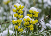  Flower May 2021  a-4974.JPG