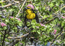 Yellow Headed Blackbird May 2021  a-4785.JPG