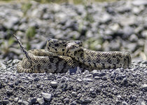 Gofer Snake May 2012 a-6838-2.JPG