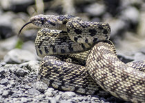 Gofer Snake May 2012 a-6863-2.JPG