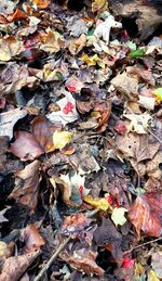 Screenshot_20210603-221840_Gallery.jpg Screenshot_20210603-221840_Gallery.jpg