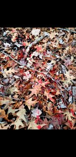 Screenshot_20210603-221810_Gallery.jpg Screenshot_20210603-221810_Gallery.jpg