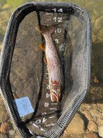 05272021.Panguitch Lake trout 2.jpg