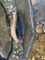 05272021.Panguitch Lake trout 5.jpg