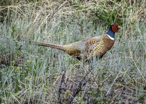 Pheasant May 2021 a-4997.JPG