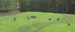 food-plots-for-whitetail-deer-in-michigan-01.jpg