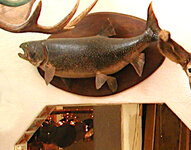 lktrout.jpg