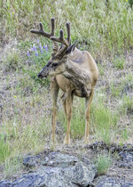 Muley Velvet June 2021 a-5322.JPG