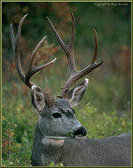 muledeerbuck3.jpg