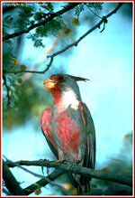 Pyrrhuloxia.jpg