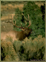 elk3.jpg