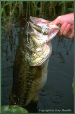 lgmouthbass.jpg