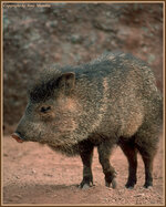 javelina2.jpg