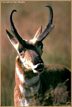 pronghorn1.jpg